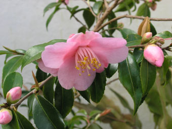 Camellia 'Duftglöckchen' P3134784