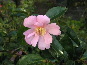 Camellia sasanqua 'Plantation Pink' PB281868