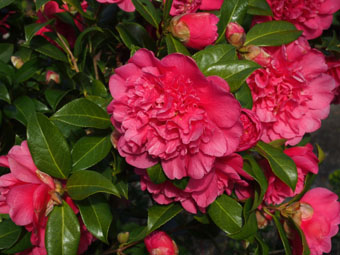 Camellia × williamsii 'Anticipation' P1019452