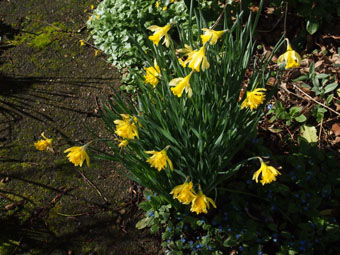 Narcissus pseudonarcissus P3116509