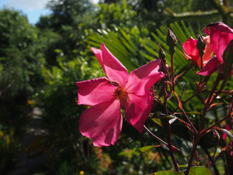 Rosa × odorata 'Mutabilis'
