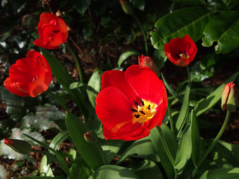 Tulipa P3136645